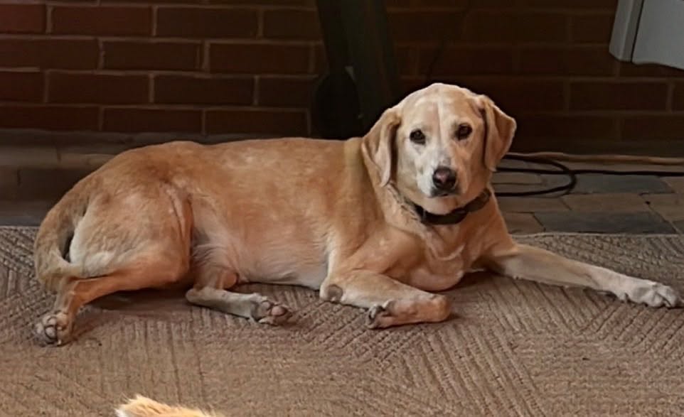 Photo by Simone Jardim on January 22, 2026. May be an image of collie and text.